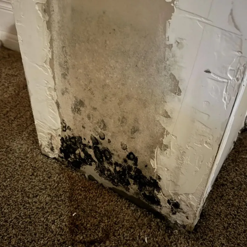 Professional Mold Removal in Bent Creek, NC